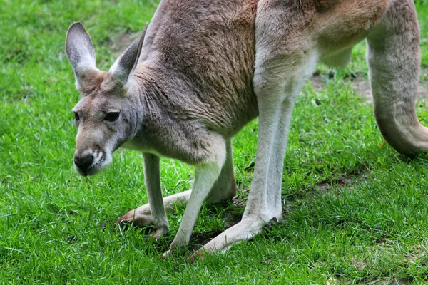Kangoeroe Dierentuin — Stockfoto