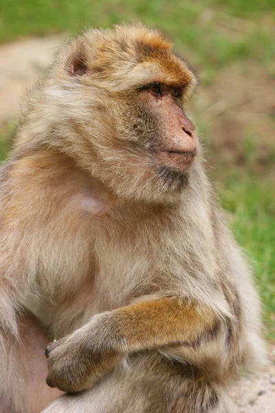 Niedlicher Affe Wilder Umgebung — Stockfoto