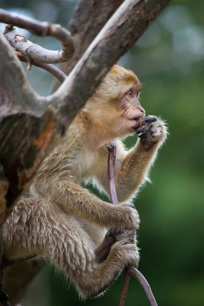 一只可爱的猴子的特写镜头 — 图库照片