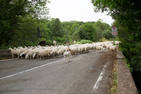 Herd Sheep Goats Walking Road — Stock Photo, Image