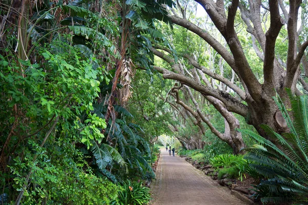 Piękny Las Tropikalny Zielonymi Liśćmi — Zdjęcie stockowe