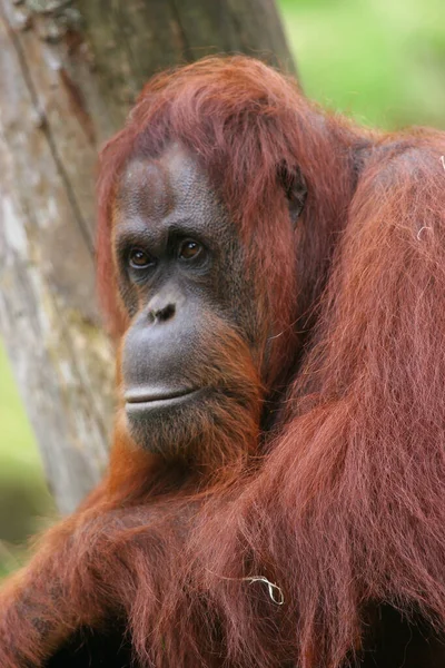 Orangutan Pongo Pygmaeus Animal — Stock Photo, Image