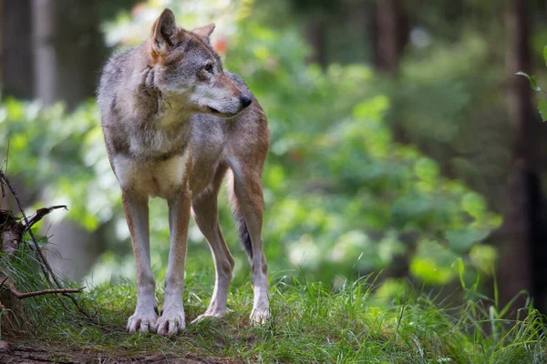 Lobo Común Eurasiático Canis Lupus Observando Caminando Por Bosque —  Fotos de Stock