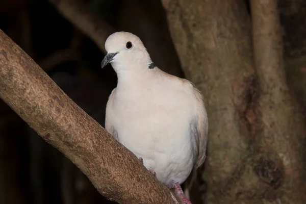 Pigeon Blanc Dans Zoo — Photo