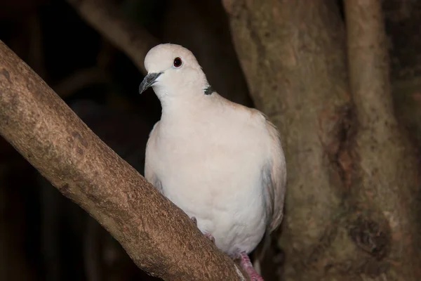 Paloma Blanca Zoológico — Foto de Stock