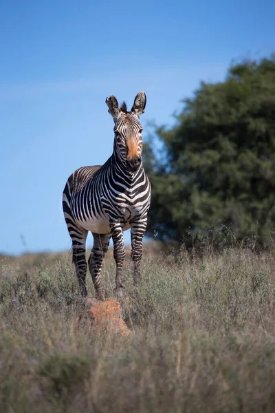 Zebra Szavannában — Stock Fotó