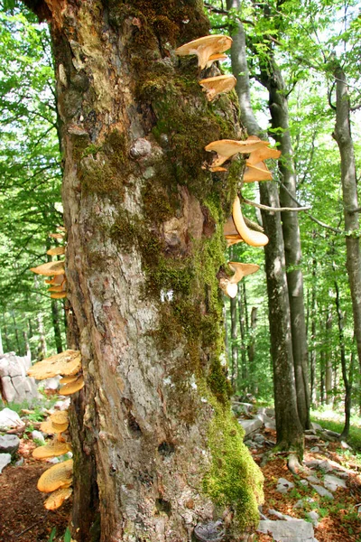 Disparo Vertical Tronco Árbol Bosque — Foto de Stock