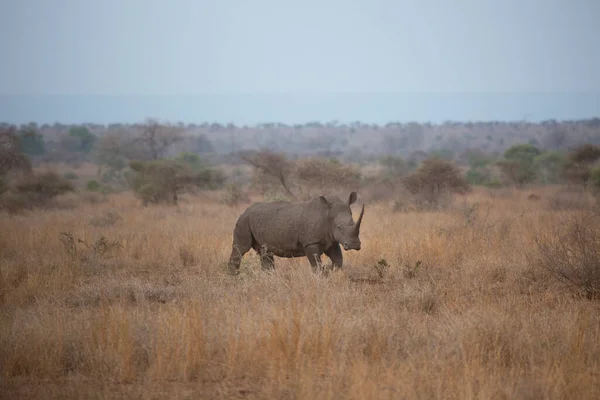Rhinocéros Lèvres Blanches Carrées Ceratotherium Simum Marchant Sur Paysage Savane — Photo
