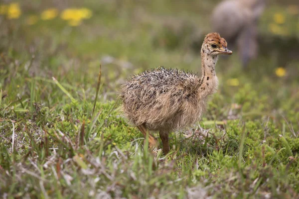 Civciv devekuşuna yakın çekim, çimlerin üzerinde Struth io Camelus