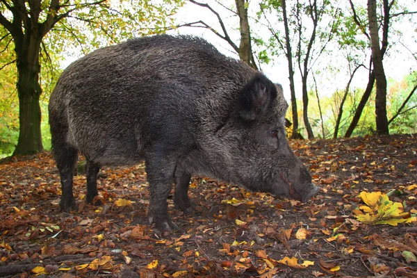 Die Süßesten Pelzschweine Zoo — Stockfoto