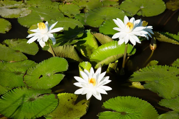 池塘里美丽的白莲花 — 图库照片