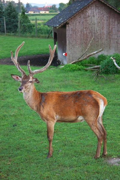 Vue Des Cerfs Dans Nature — Photo