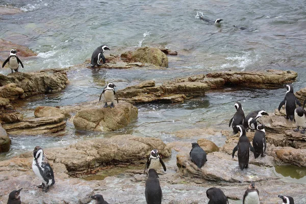 Χαριτωμένο Πιγκουίνους Στη Θάλασσα Παραλία — Φωτογραφία Αρχείου