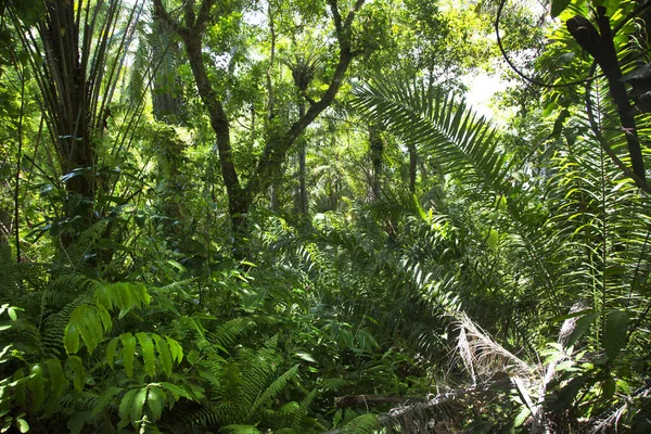 Belo Tiro Botânico Vegetação Tropical — Fotografia de Stock