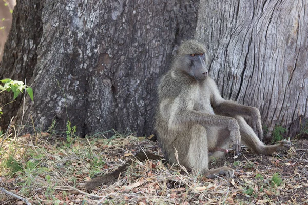 상태의 개코원숭이 — 스톡 사진