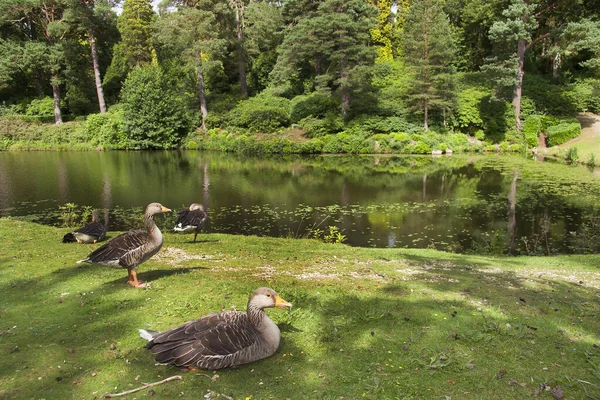 Gansos Prado Verde Perto Lago — Fotografia de Stock