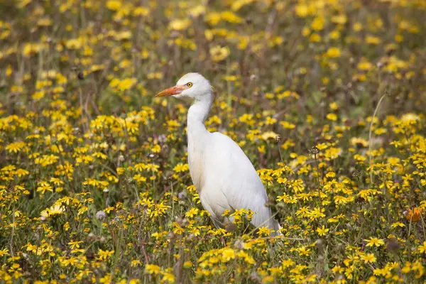 Western Cattle Egret Bubulcus Ibis Searching Insects Blooming Wild Flowers — Stock Photo, Image