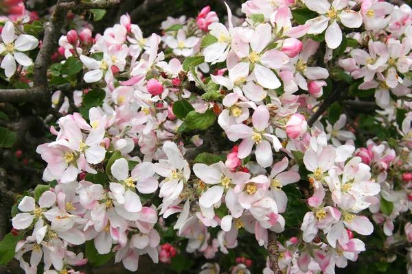 Hermosas Flores Del Manzano Primavera — Foto de Stock