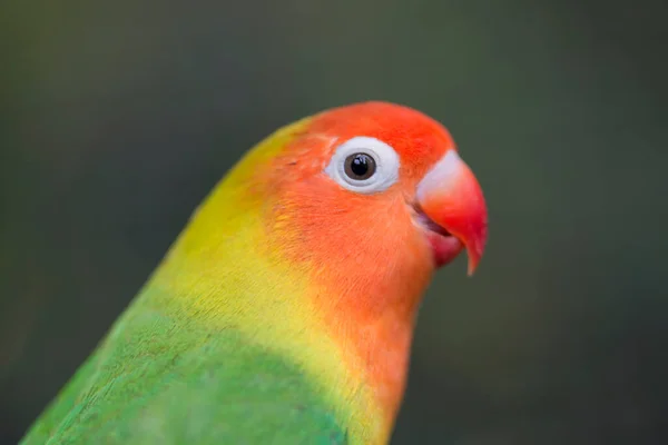 Pestrobarevné Lovebird Agapornis Rybaření Posezení — Stock fotografie