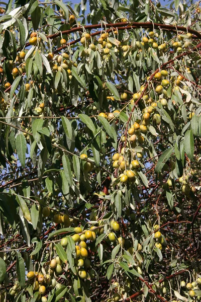Grüne Oliven Auf Einem Baum — Stockfoto