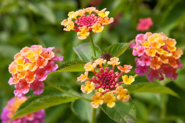 Belles Fleurs Dans Jardin — Photo