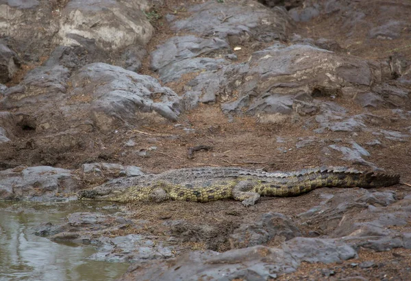 Krokodil Vízben — Stock Fotó