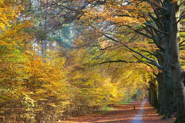 Höst Landskap Med Färgglada Träd Och Blad — Stockfoto