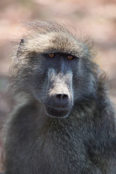 Cute Baboons Wild Environment — Stock Photo, Image