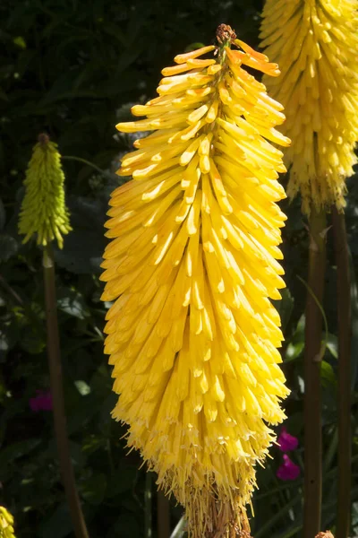Krásné Květiny Rostoucí Letní Zahradě — Stock fotografie