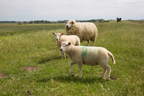 Schafherde Weidet Der Nähe Des Hofes — Stockfoto