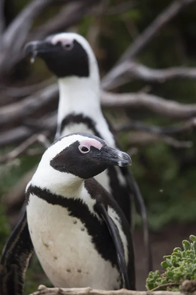 Niedliche Pinguine Meeresstrand — Stockfoto