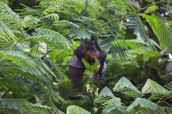 Pipistrello Ramo Albero Verde — Foto Stock