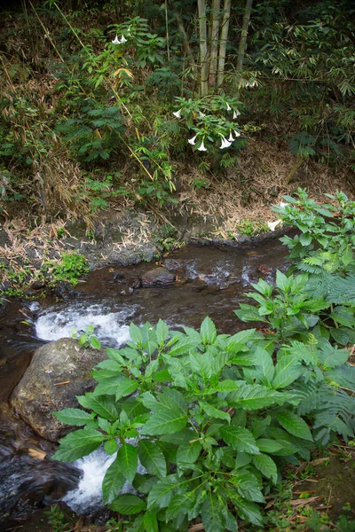 Hermosa Selva Tropical Con Río —  Fotos de Stock