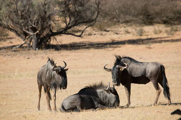 Gnu Cauda Branca Gnu Cauda Branca Connochaetes Gnou Caminhando Nas — Fotografia de Stock