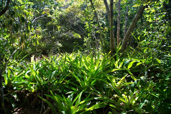 热带绿色植物 美丽的植物学照片 — 图库照片