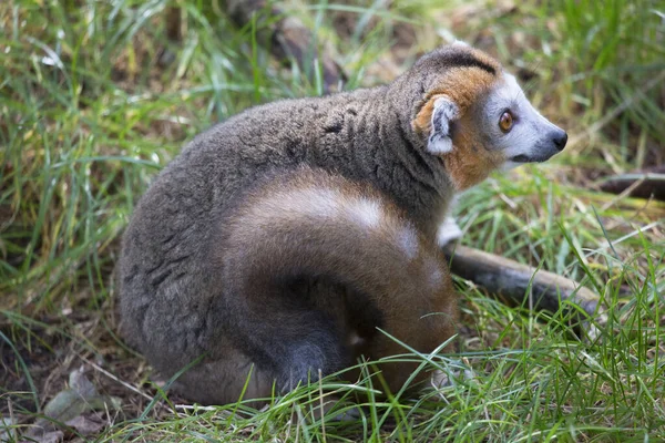 Taç Giymiş Lemur Yakın Plan Portresi Eulemur Coronatus — Stok fotoğraf