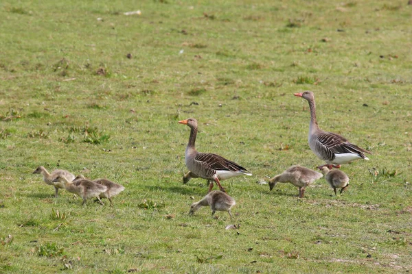 一群年轻漂亮的雁群在草地上 — 图库照片