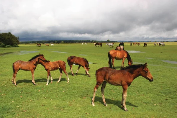 Paarden Die Grazen Een Weiland Het Platteland — Stockfoto