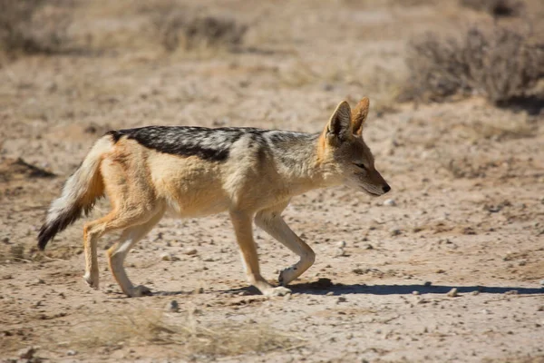Чорний Шакал Canis Mesomelas Спостерігає Територією Траві Чагарниках Пустелі Калахарі — стокове фото