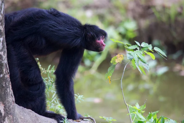 Macaco Aranha Cara Vermelha Ateles Paniscuscaught Habitat Natural — Fotografia de Stock