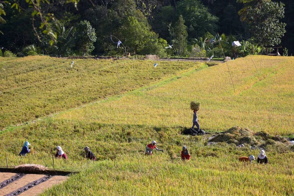 Pessoas Que Trabalham Campos Arroz Terraço Sawa — Fotografia de Stock