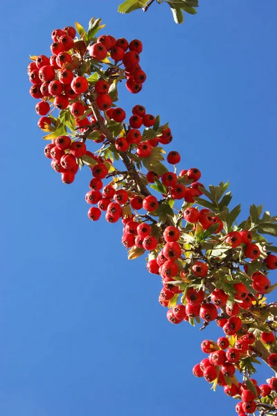 Червоні Ягоди Дерева Саду — стокове фото