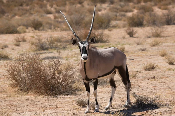 カラハリ砂漠の乾燥した草からのジェムズボクまたは南アフリカのオリックス オリキシーガゼラ 歩行や放牧の群れ — ストック写真