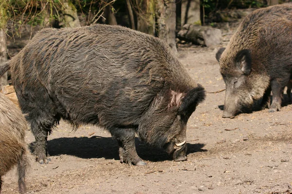 Groupe Jeunes Cochons Bruns Dans Forêt — Photo