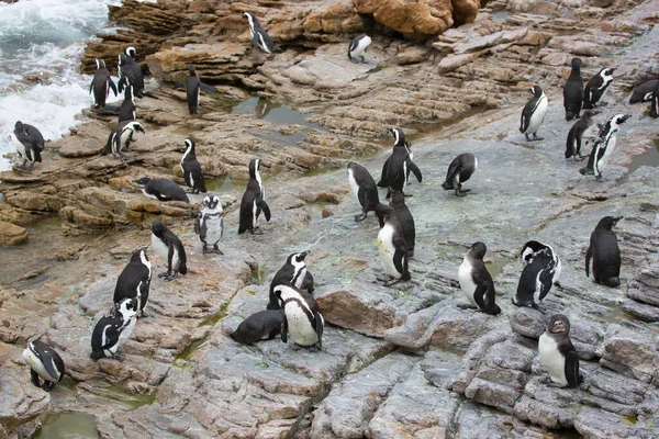 Söta Pingviner Vid Havet Stranden — Stockfoto