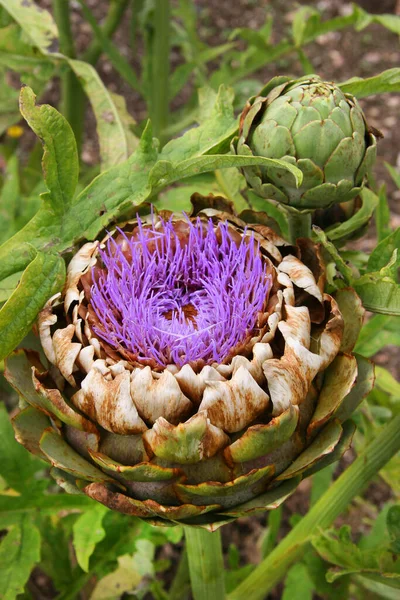 Globe Artichoke Cynara Scolymus Typically English Large Landscape Garden Hedges Stock Image