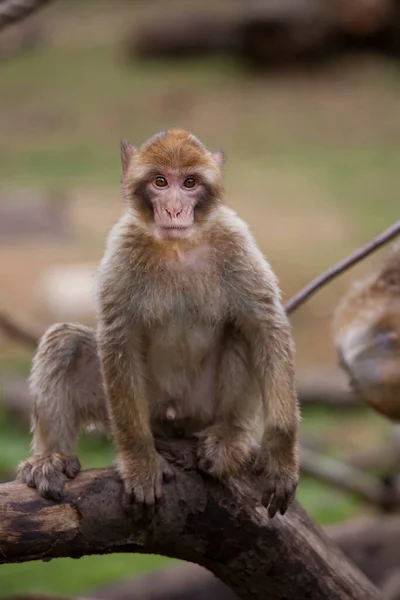 Closeup Shot Cute Monkey Stock Image