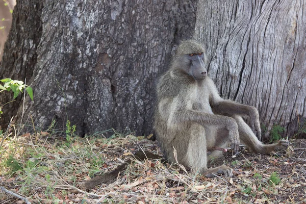 Cute Baboons Wild Environment — Stock Photo, Image