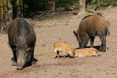 Ormandaki bir grup genç kahverengi domuz.