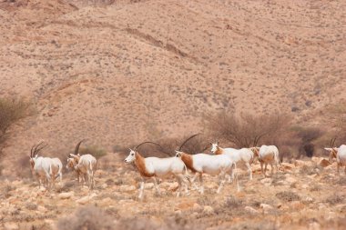 Palamut boynuzlu antilop sürüsü, Oryx dammah, Sahra Çölü 'ndeki korkunç önlüklerin arasında yürüyorlar.